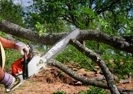 Trusted Garner, IA  Tree Services Experts